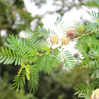 Calliandra surinamensis Benth.